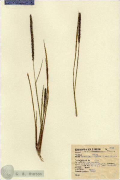 URN_catalog_HBHinton_herbarium_8654.jpg.jpg