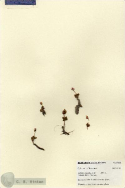URN_catalog_HBHinton_herbarium_27632.jpg.jpg