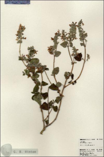 URN_catalog_HBHinton_herbarium_23778.jpg.jpg