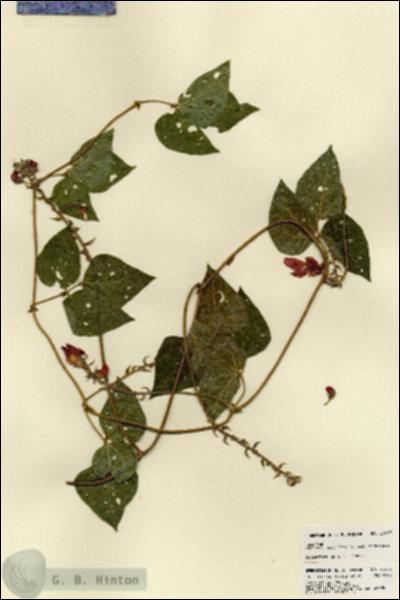 URN_catalog_HBHinton_herbarium_23477.jpg.jpg