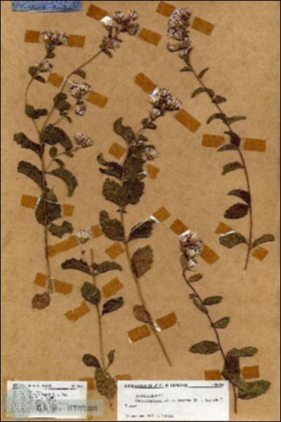 URN_catalog_HBHinton_herbarium_18610.jpg.jpg