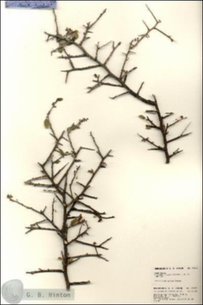 URN_catalog_HBHinton_herbarium_21679.jpg.jpg