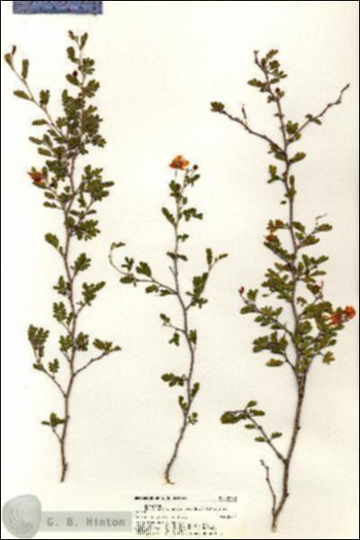 URN_catalog_HBHinton_herbarium_20922.jpg.jpg