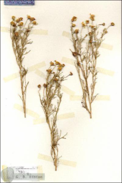 URN_catalog_HBHinton_herbarium_17139.jpg.jpg