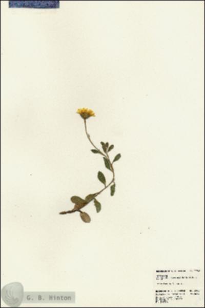 URN_catalog_HBHinton_herbarium_22948.jpg.jpg
