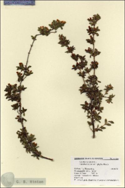 URN_catalog_HBHinton_herbarium_17115.jpg.jpg