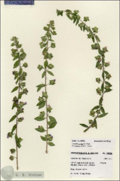 URN_catalog_HBHinton_herbarium_28056.jpg.jpg
