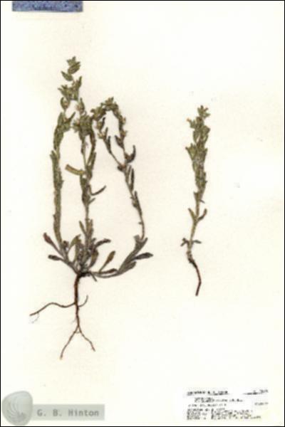 URN_catalog_HBHinton_herbarium_20418.jpg.jpg