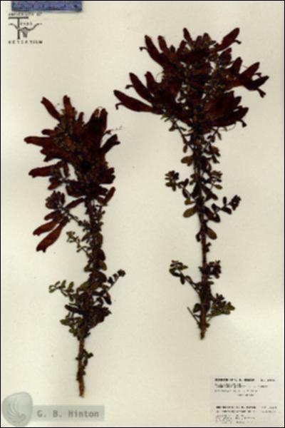 URN_catalog_HBHinton_herbarium_26101.jpg.jpg