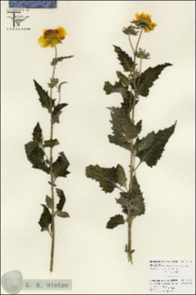 URN_catalog_HBHinton_herbarium_25876.jpg.jpg