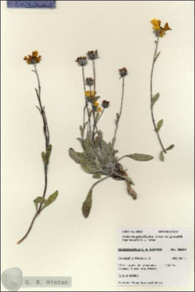 URN_catalog_HBHinton_herbarium_28031.jpg.jpg