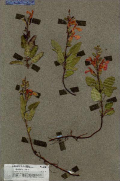 URN_catalog_HBHinton_herbarium_17568.jpg.jpg