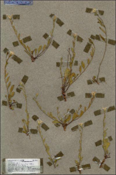 URN_catalog_HBHinton_herbarium_18467.jpg.jpg