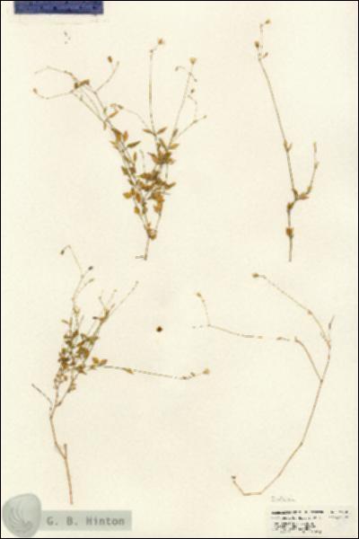 URN_catalog_HBHinton_herbarium_24805.jpg.jpg