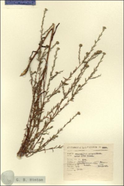 URN_catalog_HBHinton_herbarium_2939.jpg.jpg