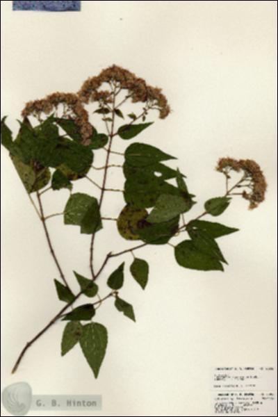URN_catalog_HBHinton_herbarium_23906.jpg.jpg