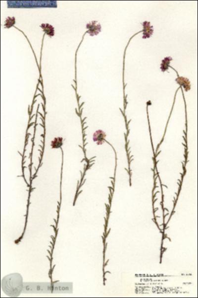 URN_catalog_HBHinton_herbarium_20732.jpg.jpg