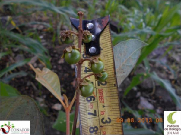 73713_S2_FRT_20130809_001_001.jpg.jpg