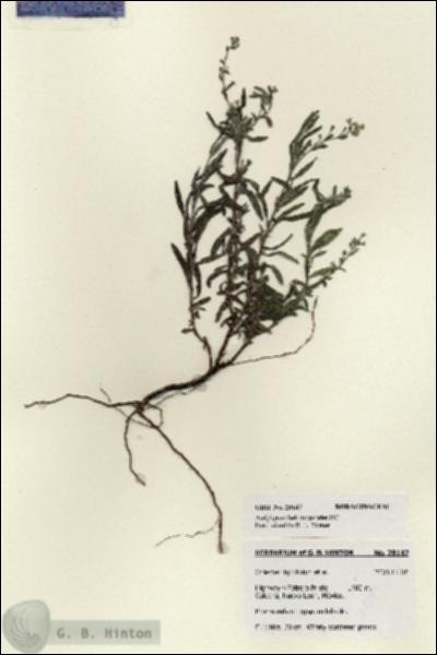 URN_catalog_HBHinton_herbarium_28147.jpg.jpg