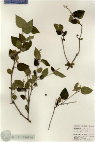 URN_catalog_HBHinton_herbarium_24358.jpg.jpg