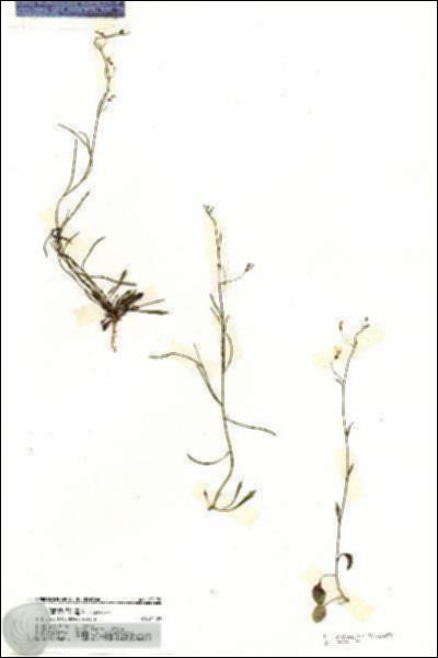 URN_catalog_HBHinton_herbarium_20170.jpg.jpg