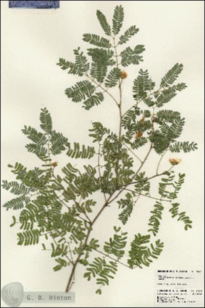 URN_catalog_HBHinton_herbarium_24442.jpg.jpg