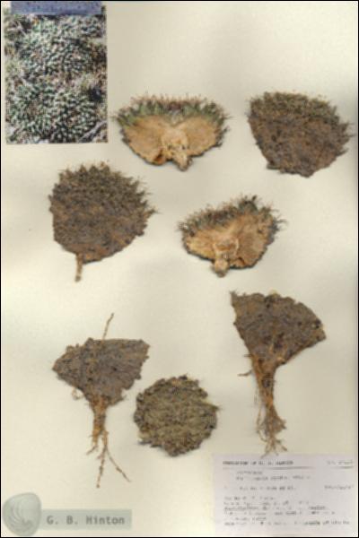 URN_catalog_HBHinton_herbarium_27138.jpg.jpg