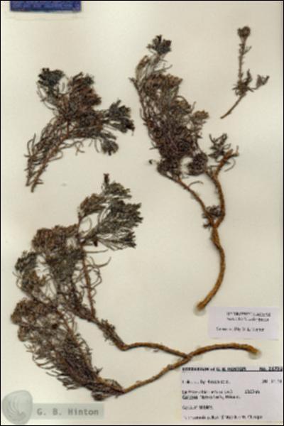 URN_catalog_HBHinton_herbarium_21732.jpg.jpg