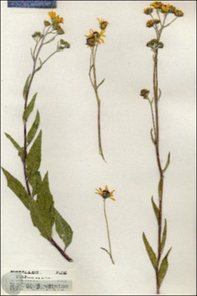 URN_catalog_HBHinton_herbarium_20421.jpg.jpg