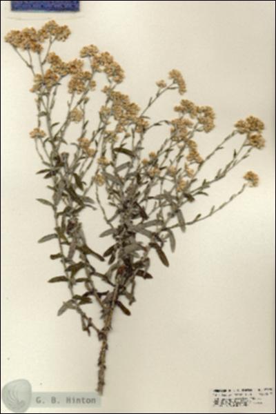 URN_catalog_HBHinton_herbarium_23893.jpg.jpg
