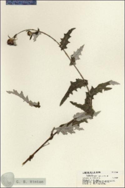 URN_catalog_HBHinton_herbarium_21336.jpg.jpg