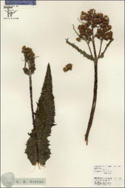 URN_catalog_HBHinton_herbarium_26224.jpg.jpg