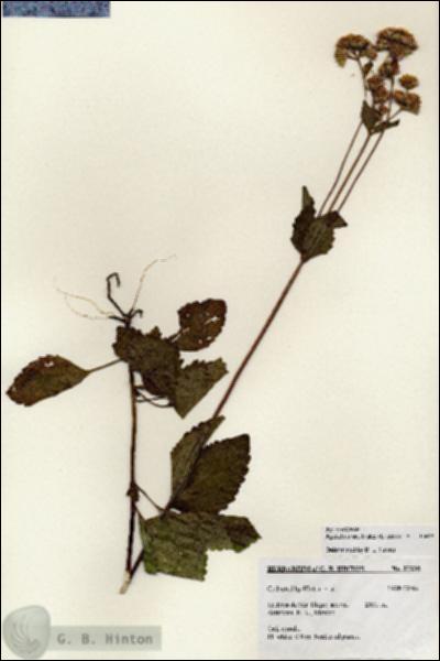 URN_catalog_HBHinton_herbarium_27235.jpg.jpg