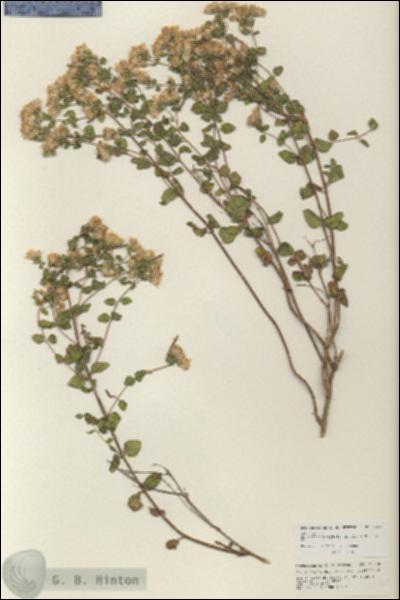 URN_catalog_HBHinton_herbarium_25710.jpg.jpg