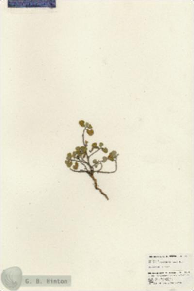 URN_catalog_HBHinton_herbarium_24859.jpg.jpg
