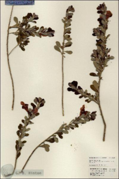 URN_catalog_HBHinton_herbarium_25225.jpg.jpg