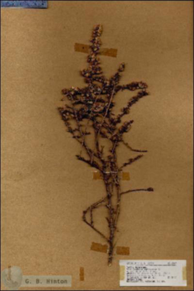 URN_catalog_HBHinton_herbarium_18419.jpg.jpg