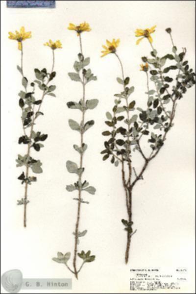 URN_catalog_HBHinton_herbarium_20715.jpg.jpg