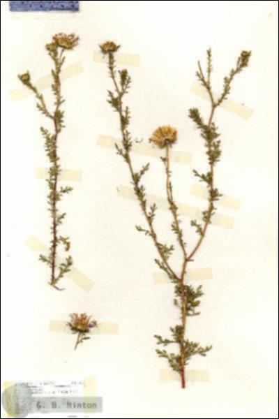 URN_catalog_HBHinton_herbarium_17133.jpg.jpg