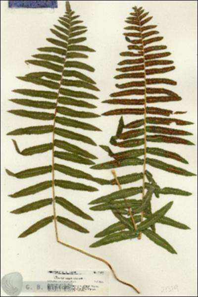 URN_catalog_HBHinton_herbarium_21319.jpg.jpg