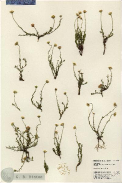 URN_catalog_HBHinton_herbarium_24460.jpg.jpg