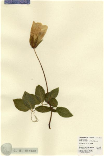 URN_catalog_HBHinton_herbarium_22453.jpg.jpg