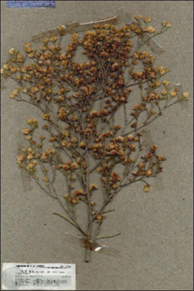 URN_catalog_HBHinton_herbarium_19634.jpg.jpg