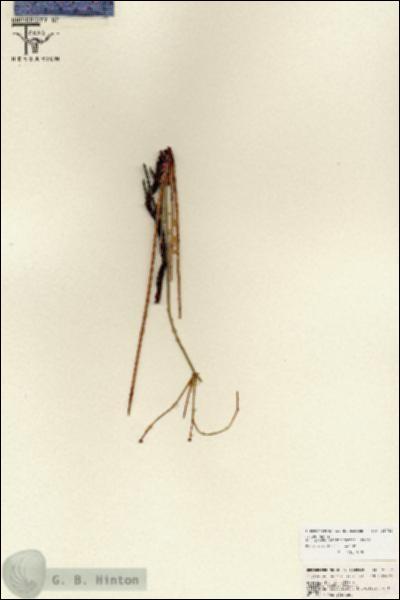 URN_catalog_HBHinton_herbarium_25742.jpg.jpg