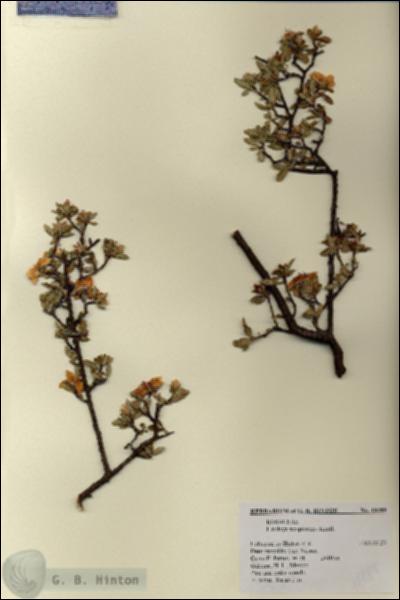 URN_catalog_HBHinton_herbarium_18489.jpg.jpg
