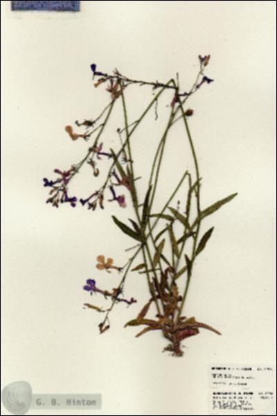 URN_catalog_HBHinton_herbarium_22906.jpg.jpg
