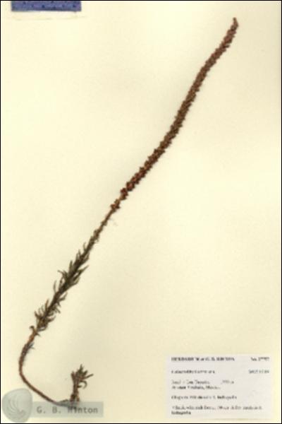 URN_catalog_HBHinton_herbarium_27797.jpg.jpg