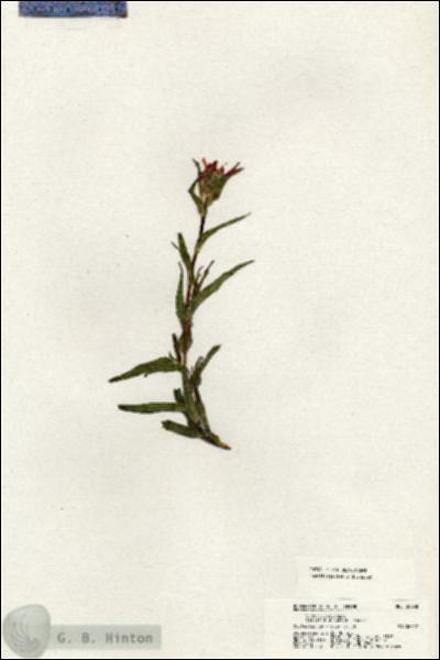 URN_catalog_HBHinton_herbarium_20998.jpg.jpg