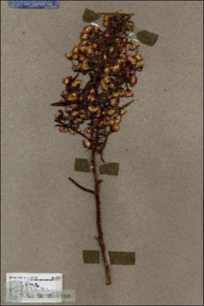 URN_catalog_HBHinton_herbarium_17027.jpg.jpg
