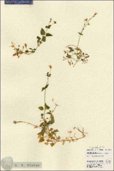 URN_catalog_HBHinton_herbarium_22386.jpg.jpg